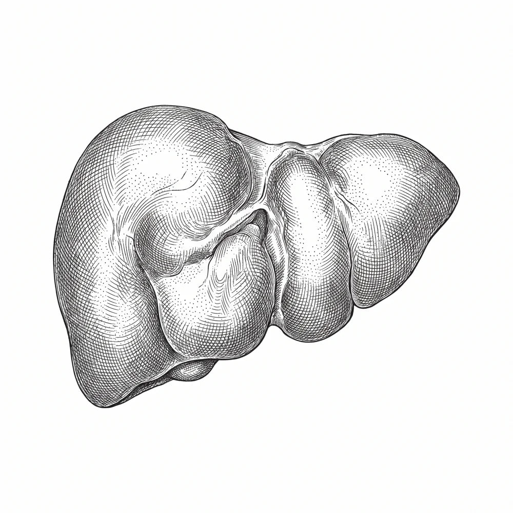 Engraving of a bison liver