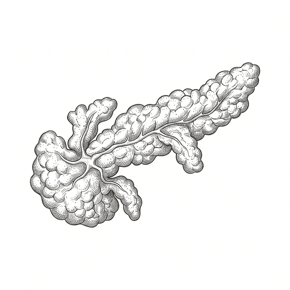 Engraving of a bison pancreas