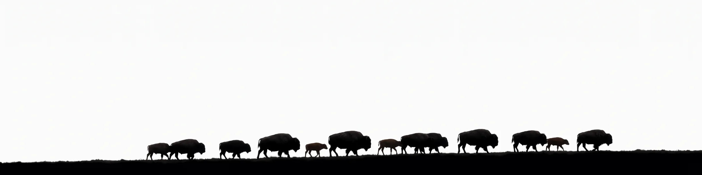 A herd of bison walking along a distant ridgeline