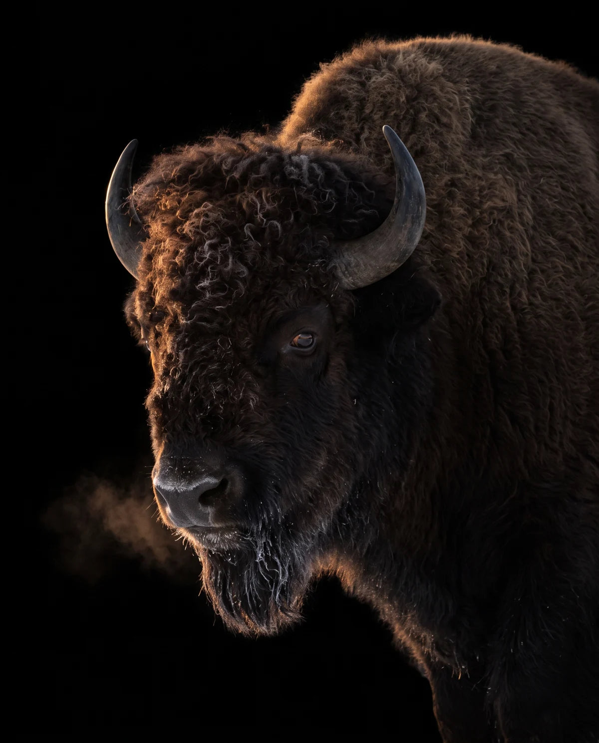 An American bison bull in the cold, his breath hanging in the air