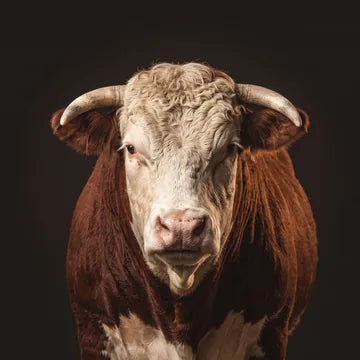 Domestic bull portrait