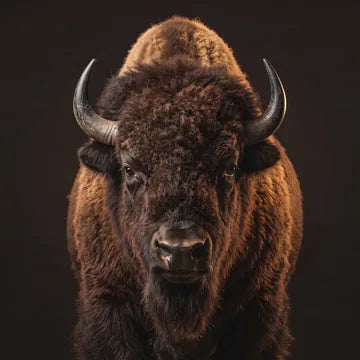 American bison bull portrait