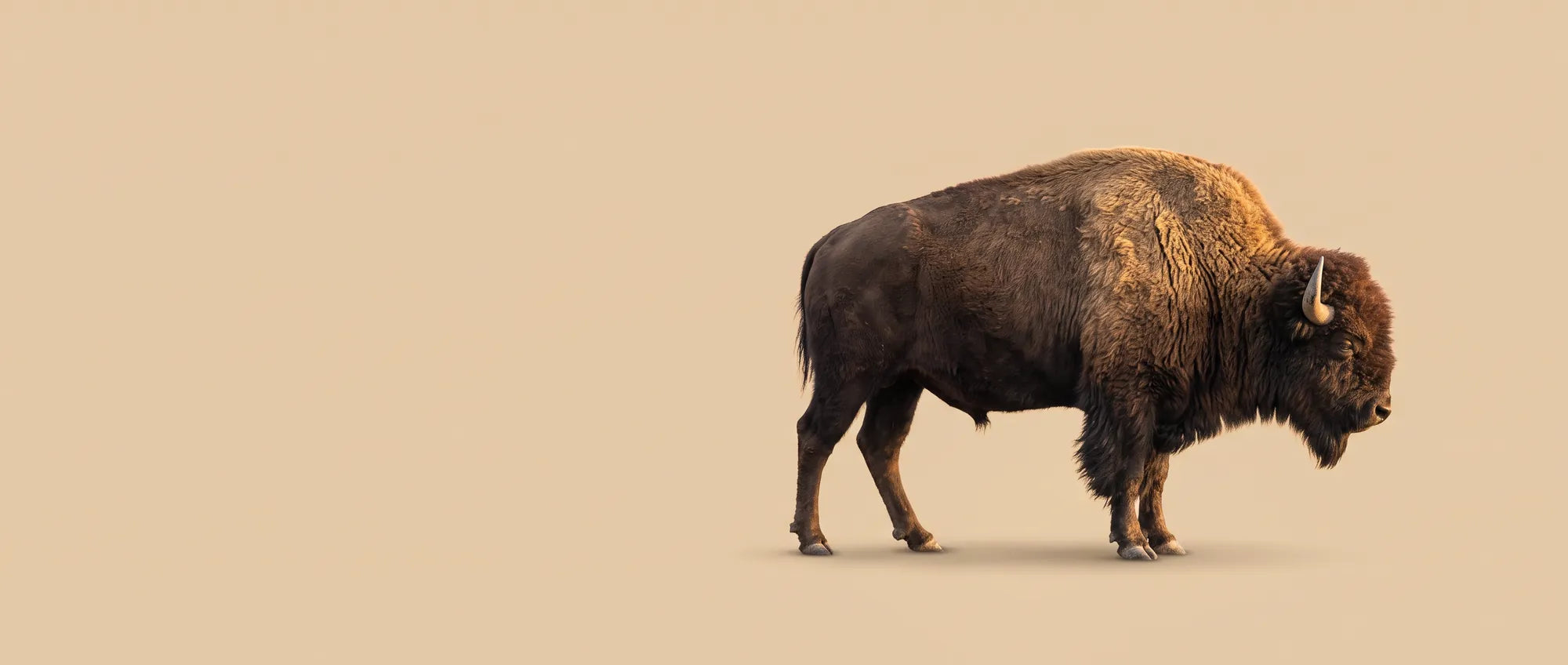 A lone American bison bull in profile