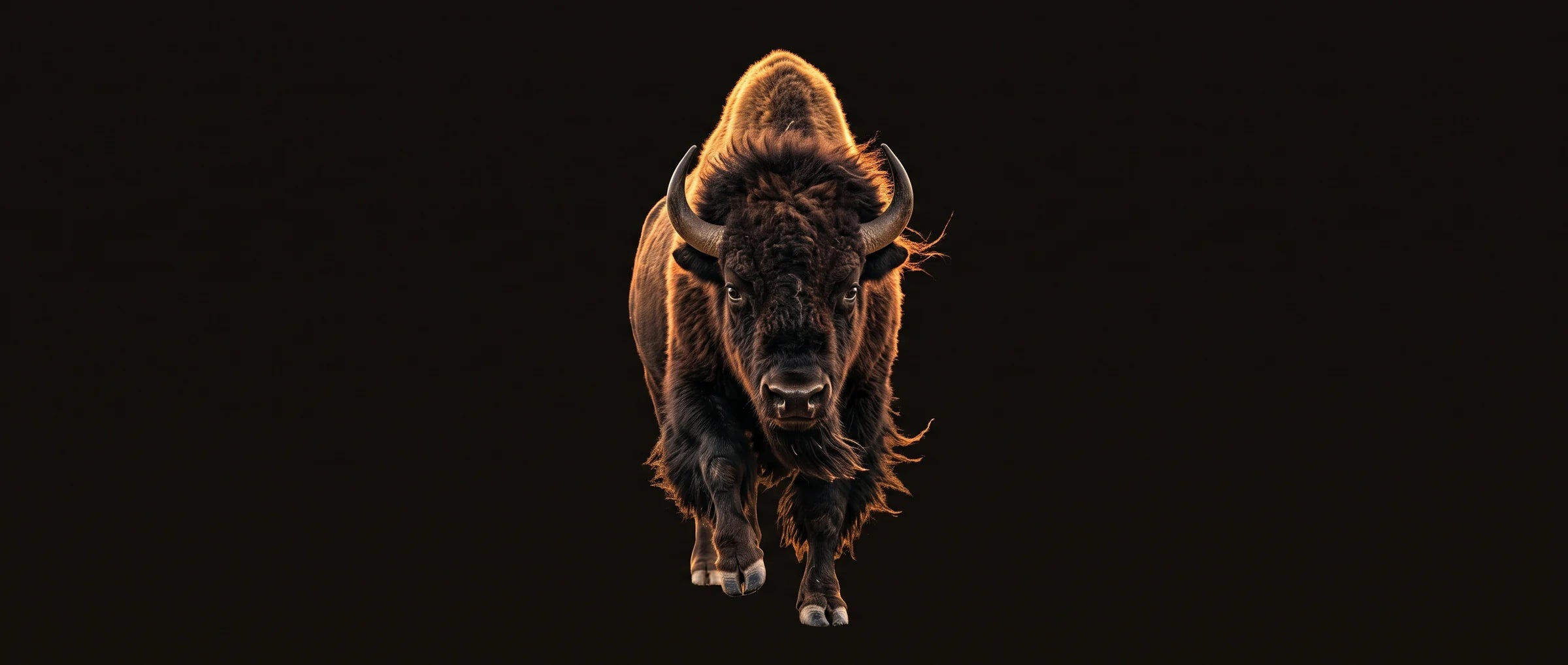 An American bison bull charging toward the camera
